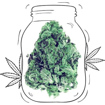 White Widow